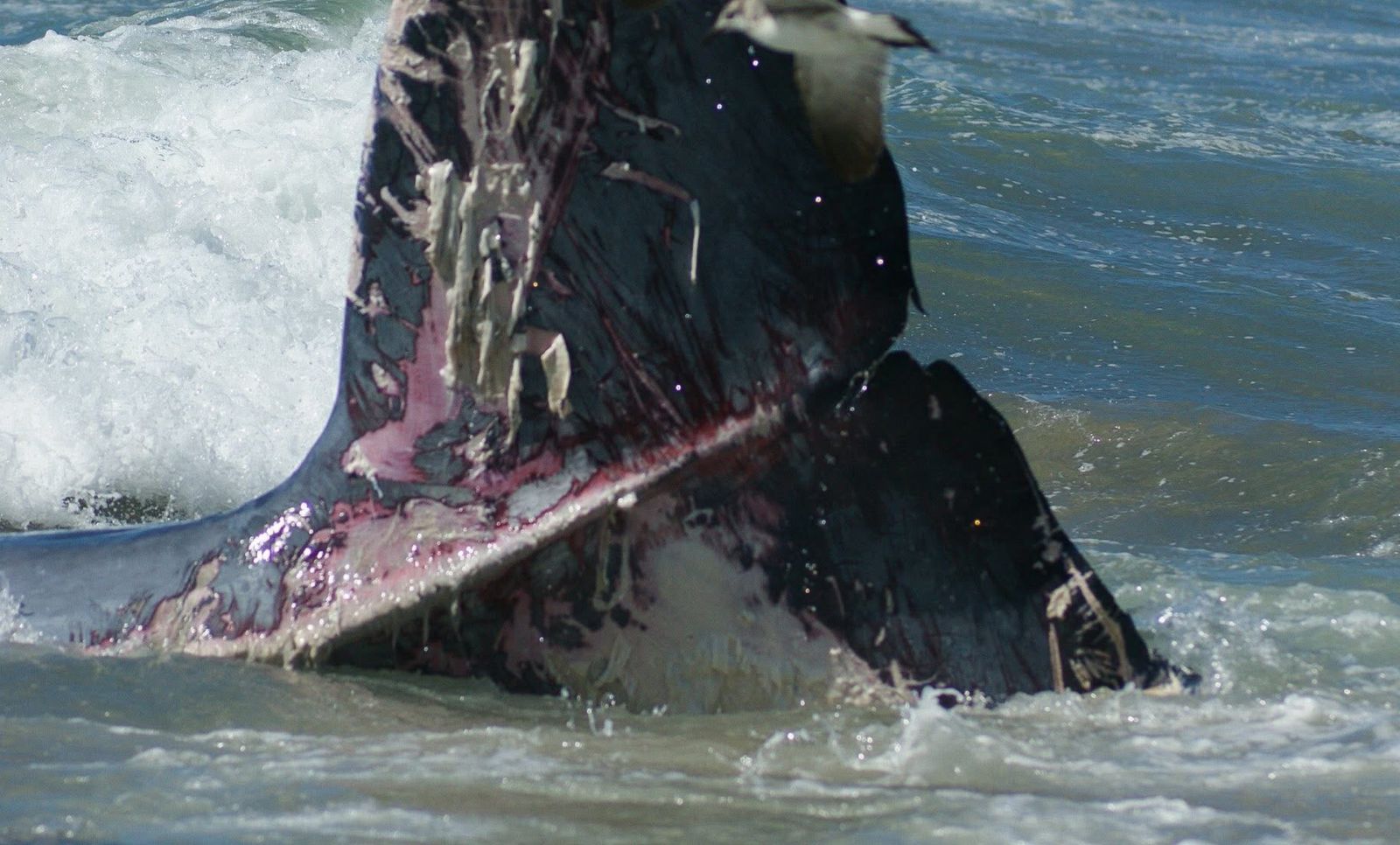 ballena varada en playas de mazatlan sigue siendo investigada