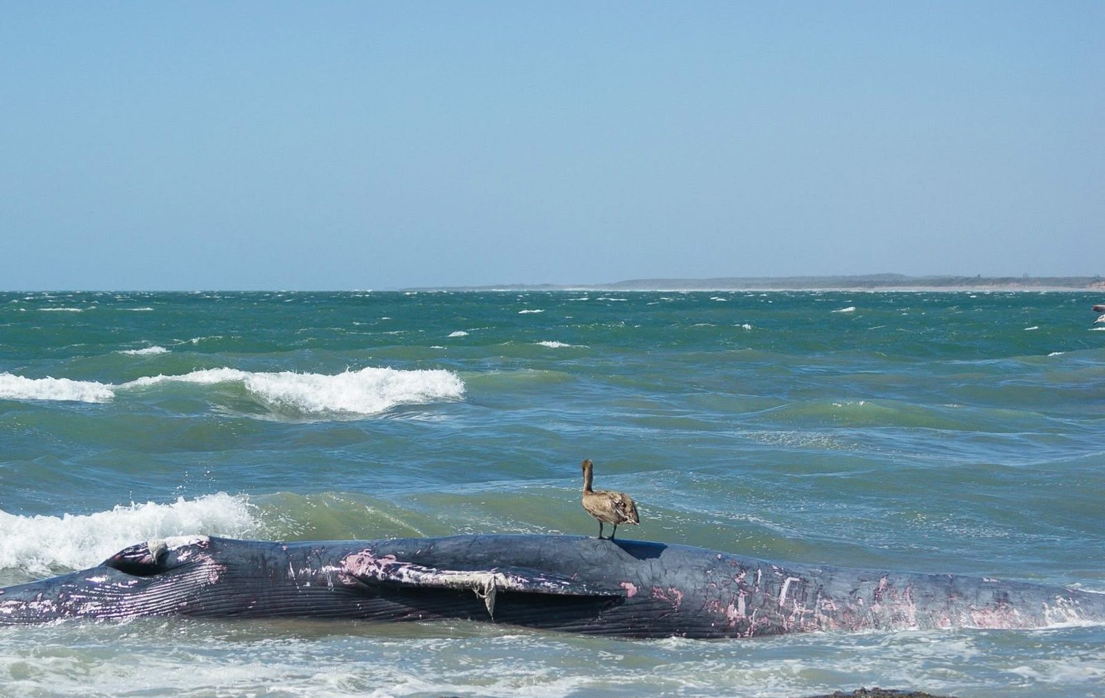 ballena varada en playas de mazatlan sigue siendo investigada