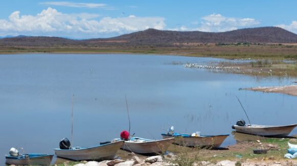 Repunta captura de langostino en la presa Eustaquio Buelna, en Salvador Alvarado, Sinaloa; pescadores ven una alternativa ante la sequía