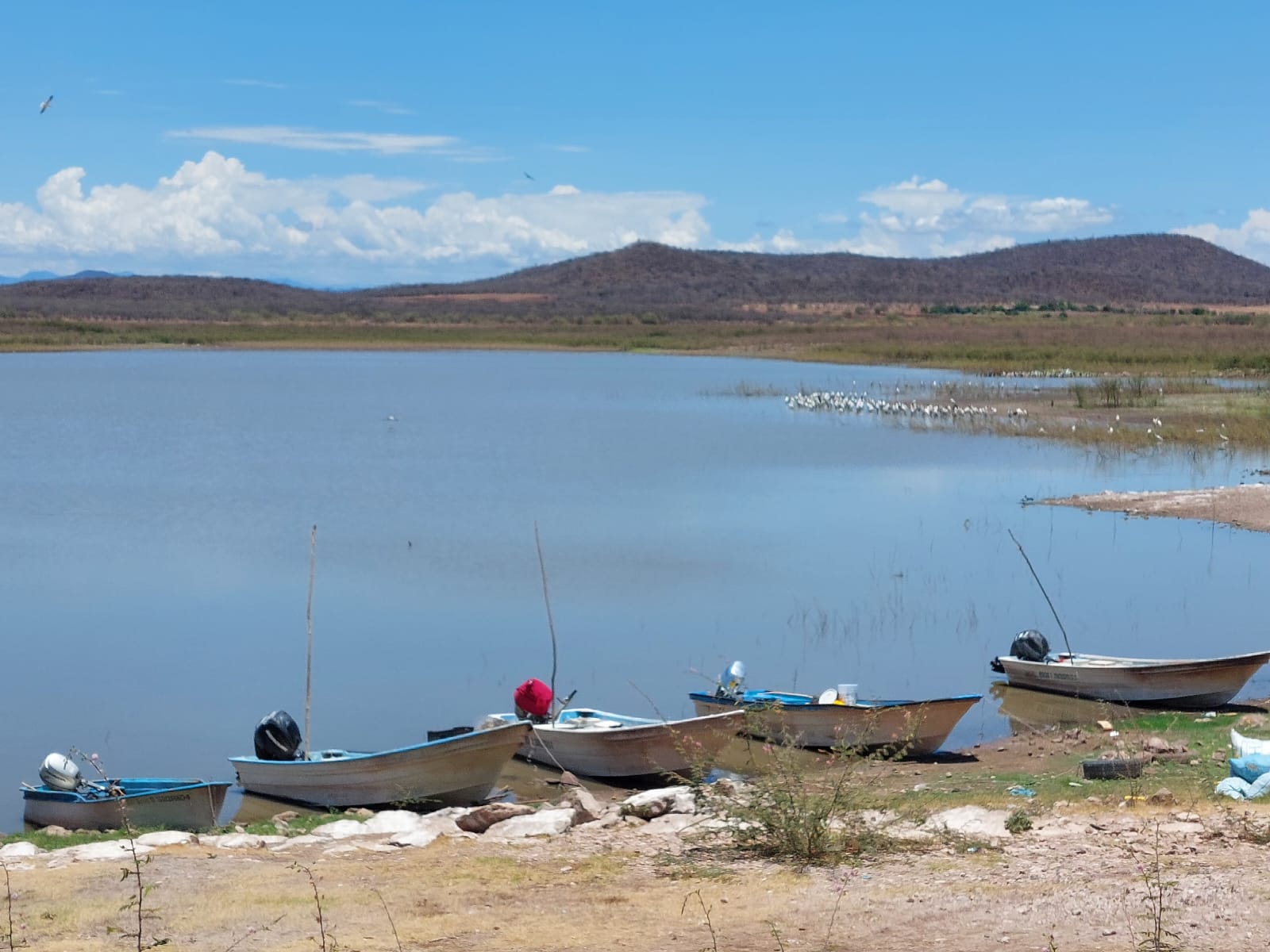 Repuntan capturas de langostinos en presa Eustaquio Buelna