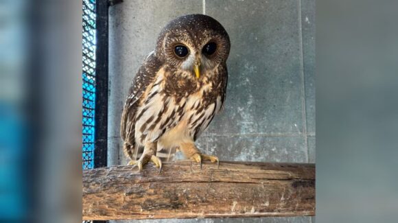 ¡Vuelve a volar! Búho rescatado de Mazatlán, Sinaloa, gracias al Hospital de Fauna del Gran Acuario que libera aves rapaces rehabilitadas