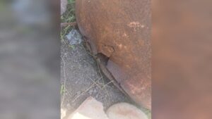 cae letra de los mochis a niña de un año en el parque sinaloa riesgo