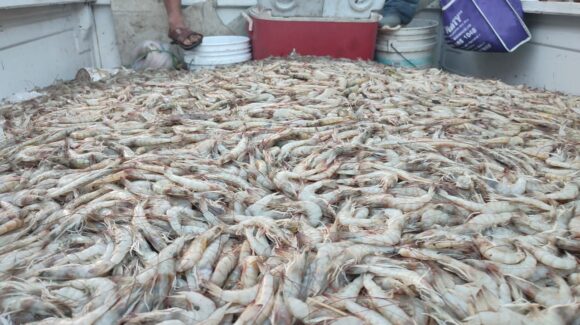 Detectan que presidentes de federaciones pesqueras en Sinaloa compran producto ilegal en plena veda de camarón