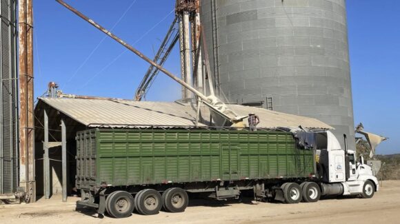 Productores de maíz de Sinaloa enfrentan complicaciones con industriales para realizar los contratos: AARE