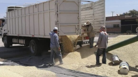Agricultores de Sinaloa buscarán que pago de 6 mil pesos por tonelada de maíz se haga en una sola exhibición