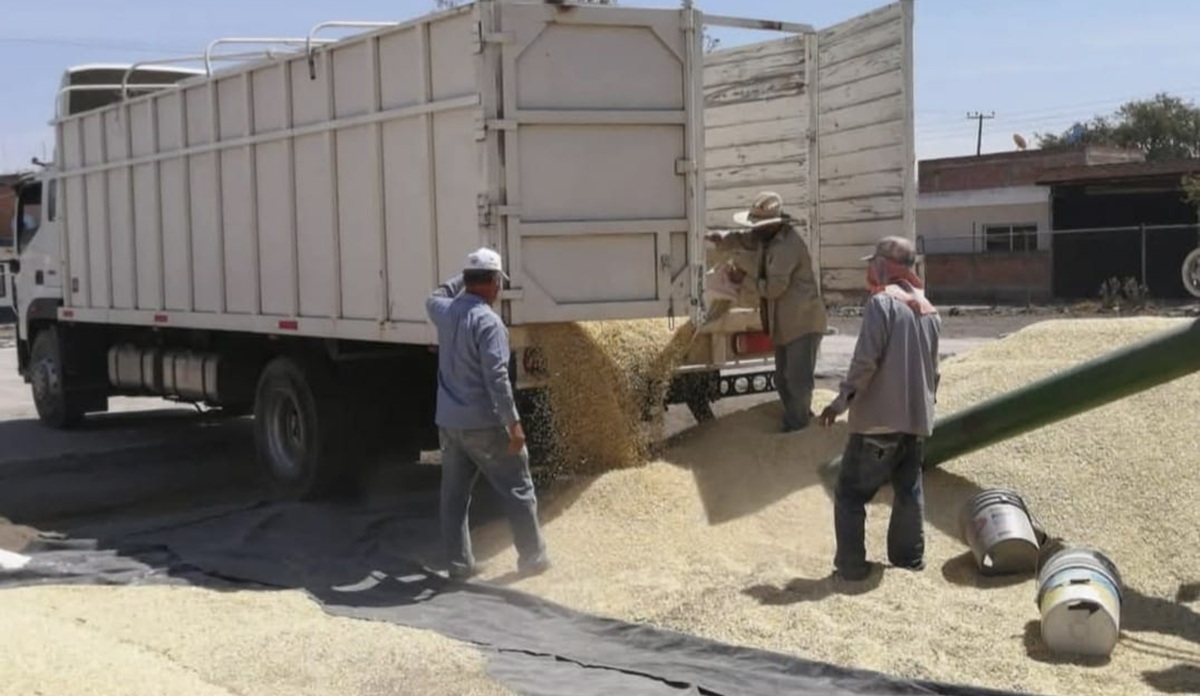 Trabajadores reciben cosecha de maíz