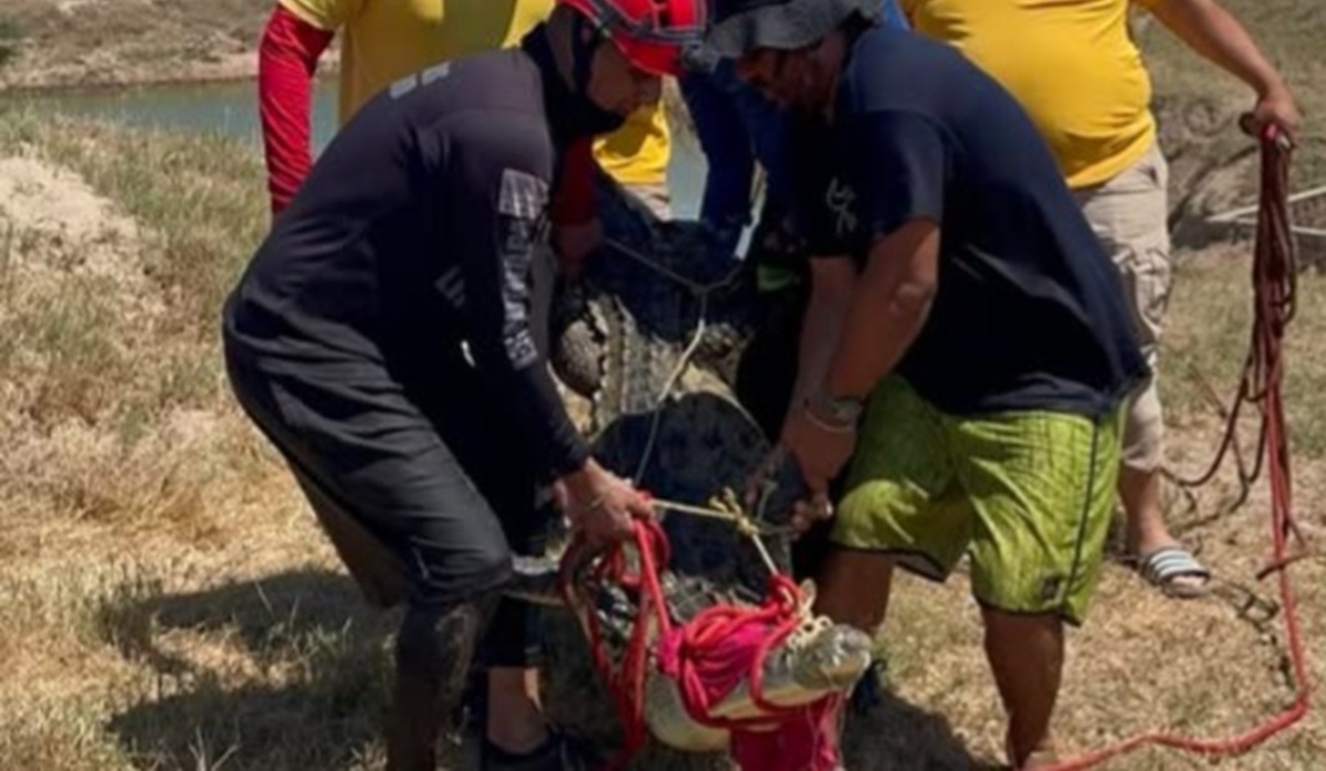 Capturan a caimán en Cristo Rey, Escuinapa
