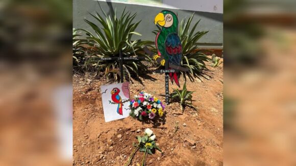 Sinaloa de Leyva despide con honores a Pancho, una guacamaya que iba a la escuela y vivía en libertad
