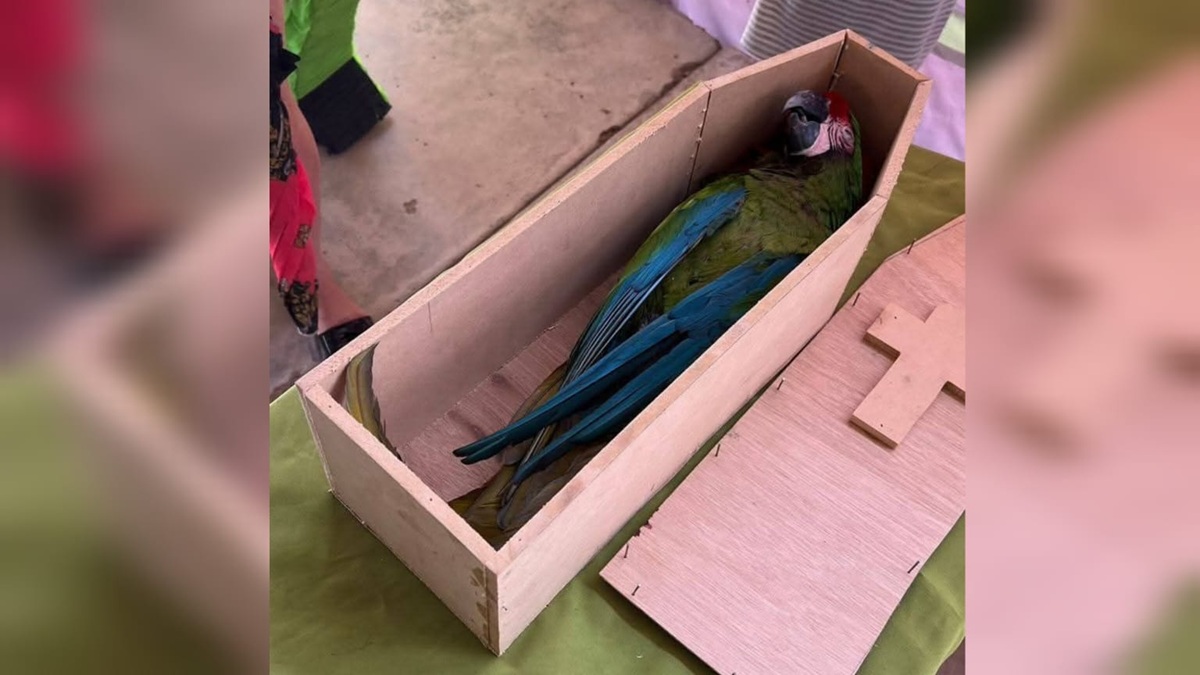 Despiden a Pancho, la guacamaya silvestre de Sinaloa de Leyva