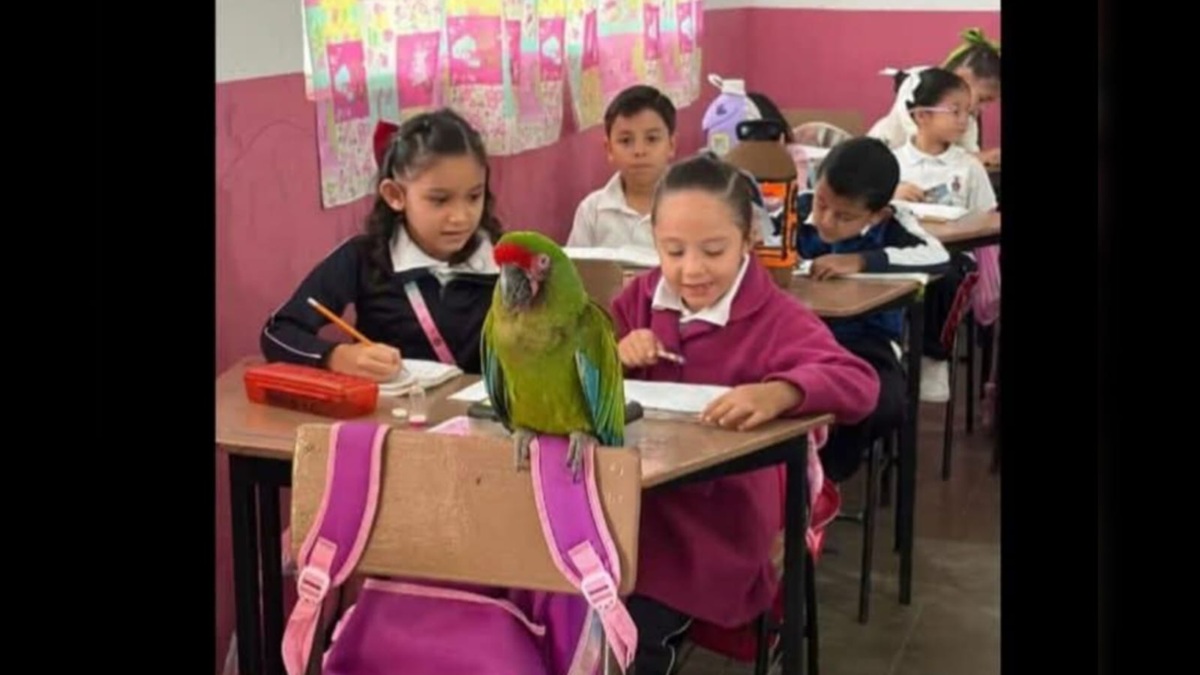 Despiden a Pancho, la guacamaya silvestre de Sinaloa de Leyva