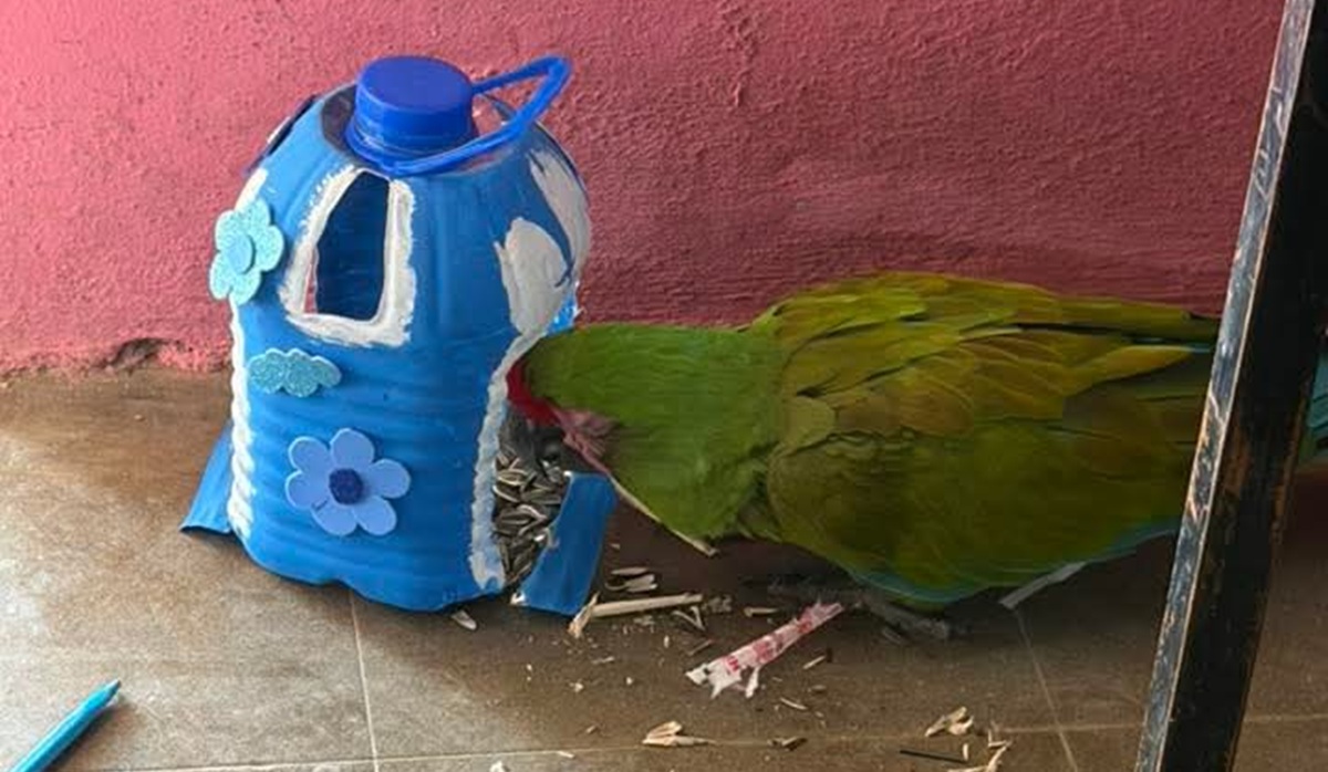 Despiden a Pancho, la guacamaya silvestre de Sinaloa de Leyva