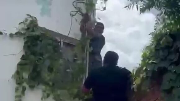 Atrapan infraganti a presunto ladrón en el Centro de Mazatlán, Sinaloa; vecinos logran bajarlo de una enredadera
