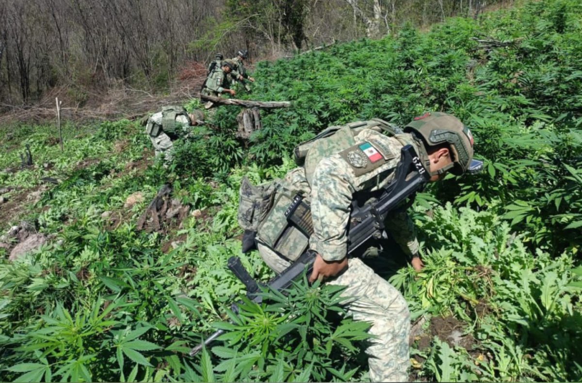 Destruye Ejército plantíos de amapola y mariguana en Badiraguato