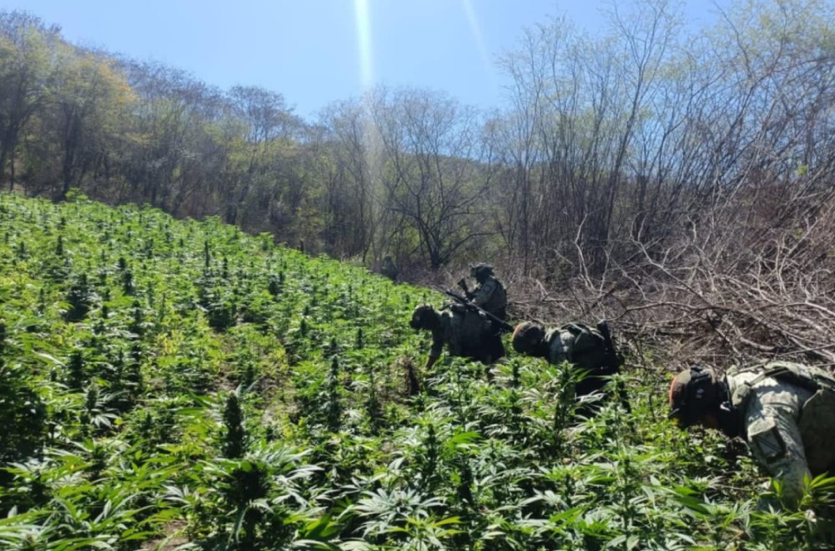 Destruye Ejército plantíos de amapola y mariguana en Badiraguato