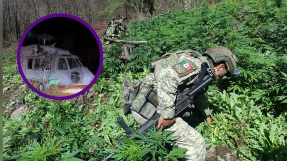 Destruye Ejército 18 plantíos de amapola y mariguana y asegura 40 explosivos en Badiraguato, Sinaloa