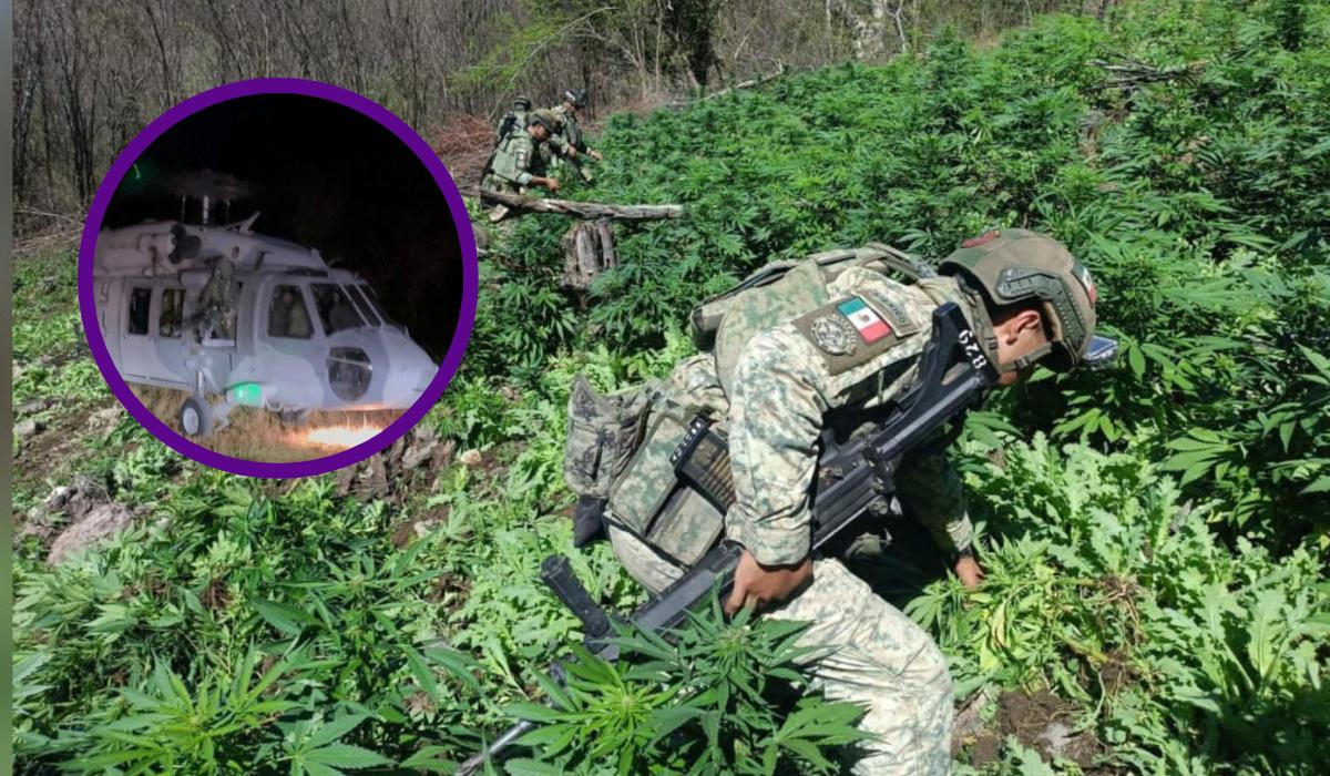 Destruye Ejército plantíos de amapola y mariguana en Badiraguato