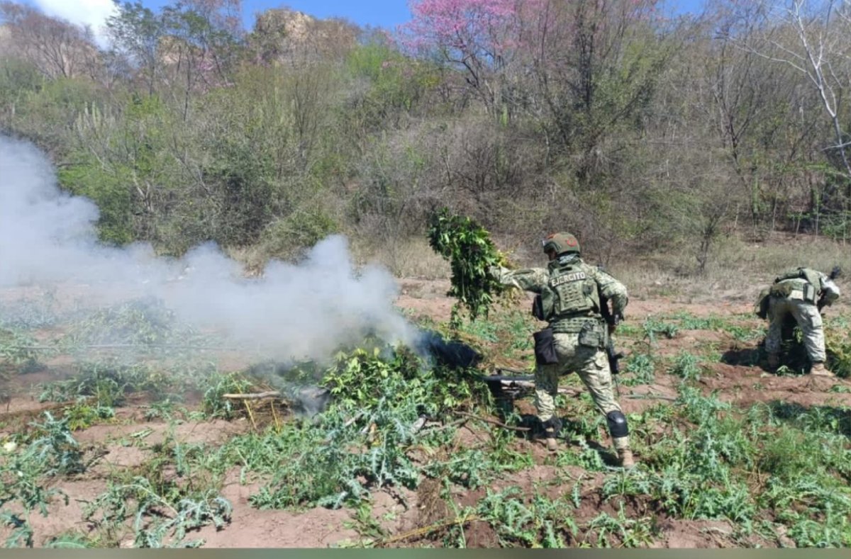 Destruye Ejército plantíos de amapola y mariguana en Badiraguato