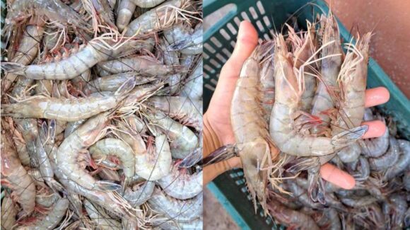 Van dos llamados de atención en El Cerro Cabezón, Juan José Ríos, Sinaloa, por pesca de camarón a menos de un mes de veda