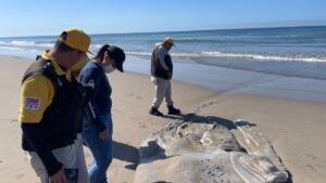 entierran a ballena sin vida localizada en mazatlan pc