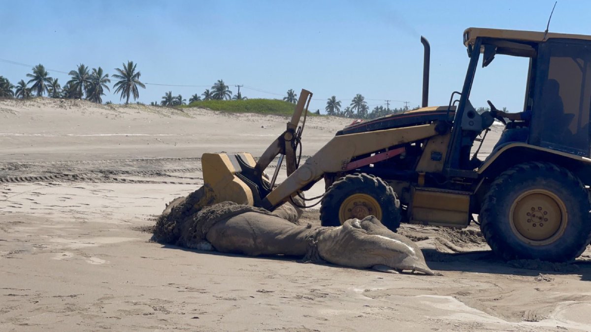 entierran a ballena sin vida localizada en mazatlan sin