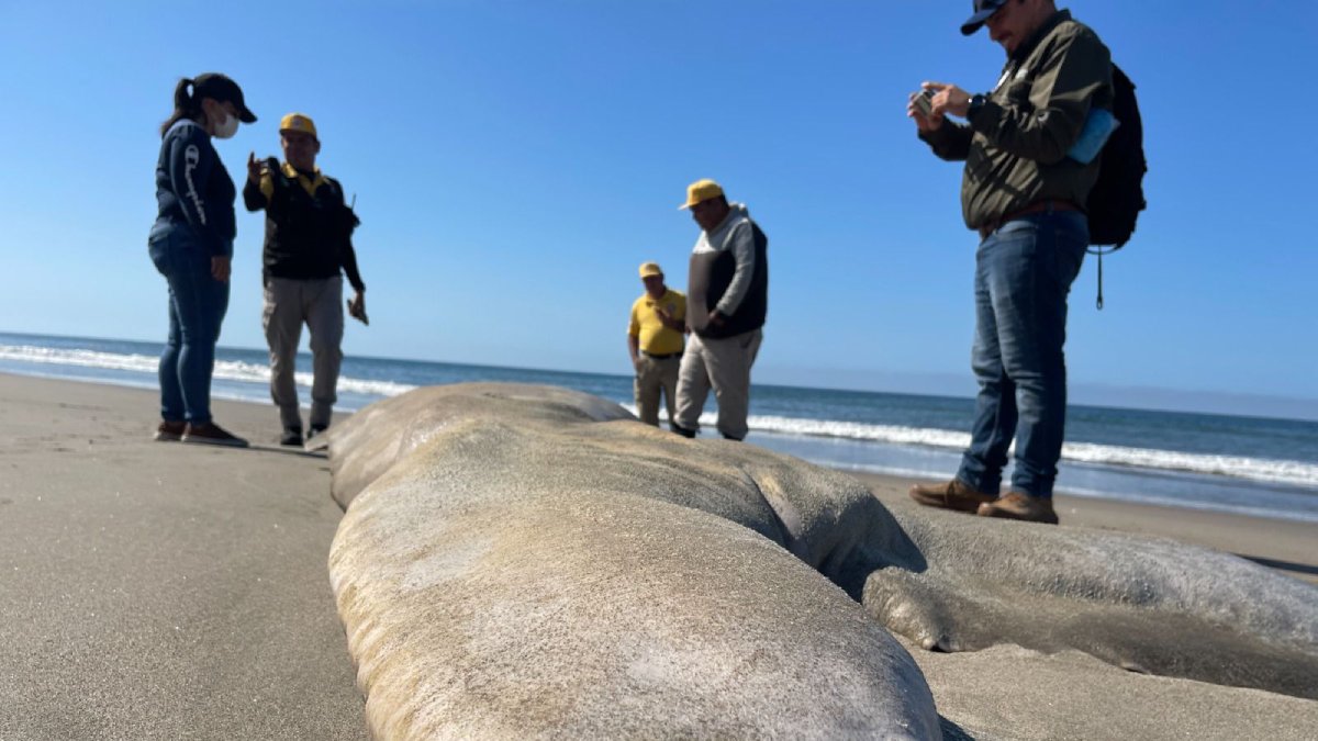 entierran a ballena sin vida localizada en mazatlan sinaloa
