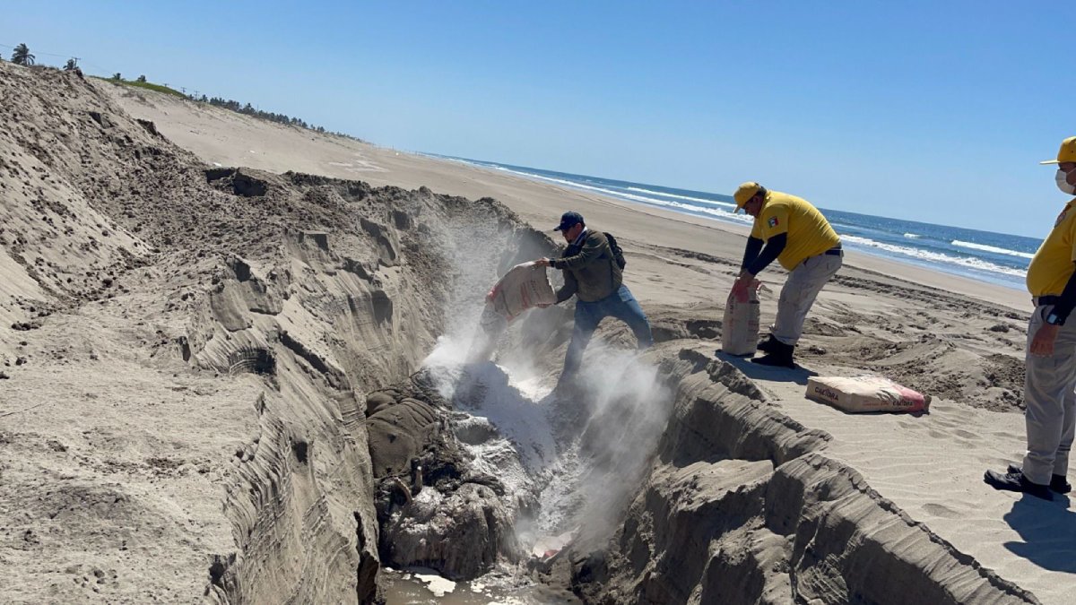 entierran a ballena sin vida localizada en mazatlan