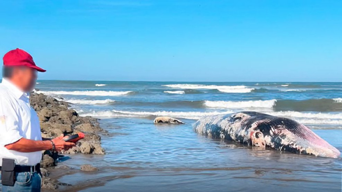 Sepultan ballena varada en playa al norte de Mazatlán