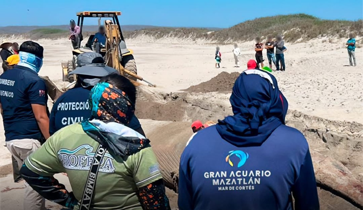 Sepultan ballena varada en playa al norte de Mazatlán