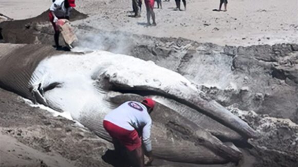 Reconoce Profepa labor interinstitucional tras atención y sepultura de ballena varada en Mazatlán, Sinaloa
