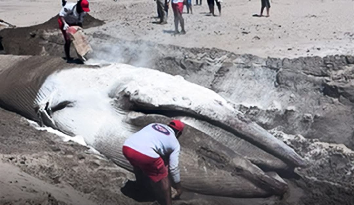 Sepultan ballena varada en playa al norte de Mazatlán