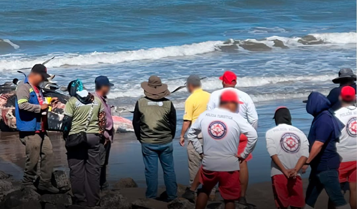 Sepultan ballena varada en playa al norte de Mazatlán