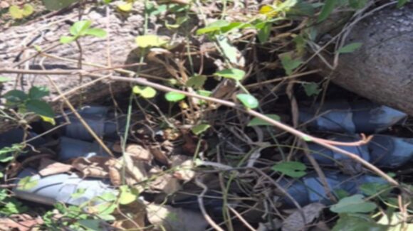 Hallan y destruyen explosivos en zona serrana de Concordia, Sinaloa; intervención militar evita riesgo para comunidades
