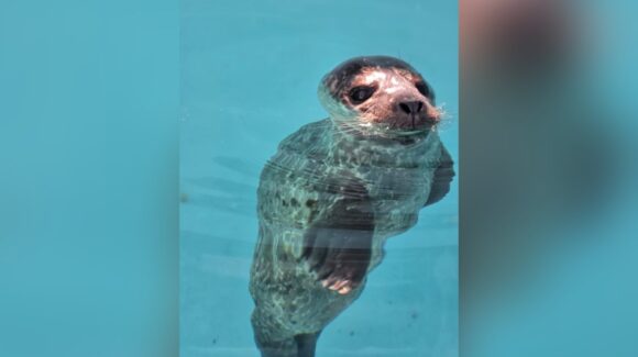 Rescatan a cría de foca en Mármol, Sinaloa, y la trasladan al Hospital de Fauna del Gran Acuario Mazatlán
