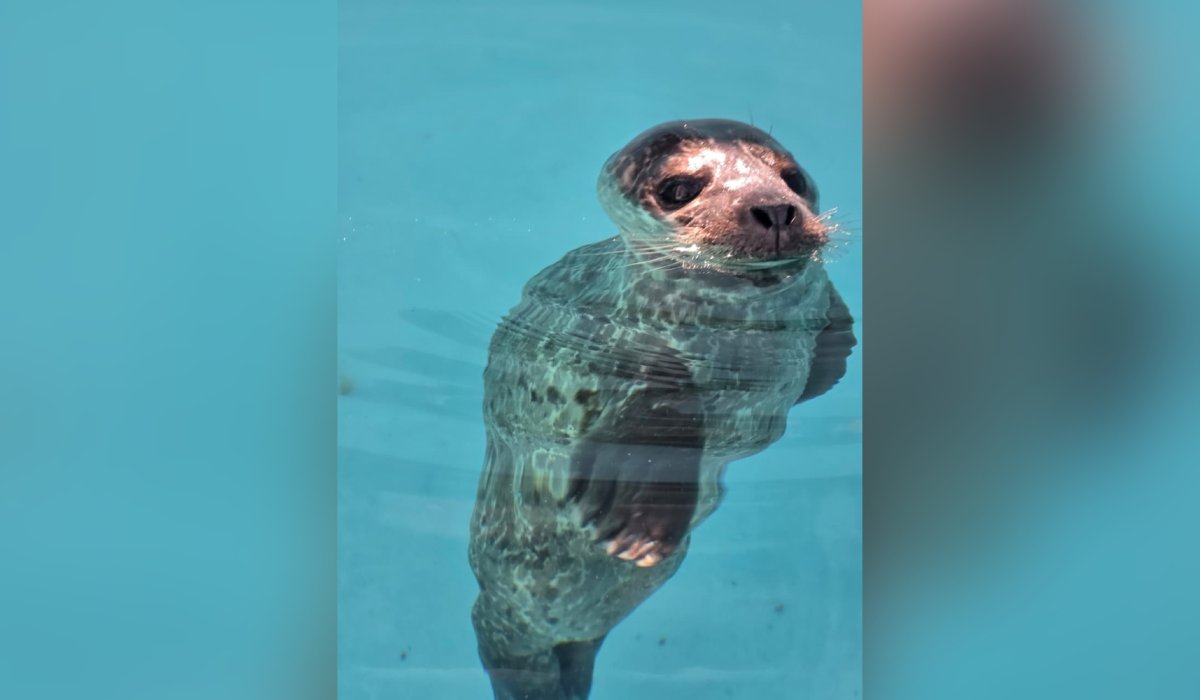 Foca rescatada en Mazatlán, Sinaloa