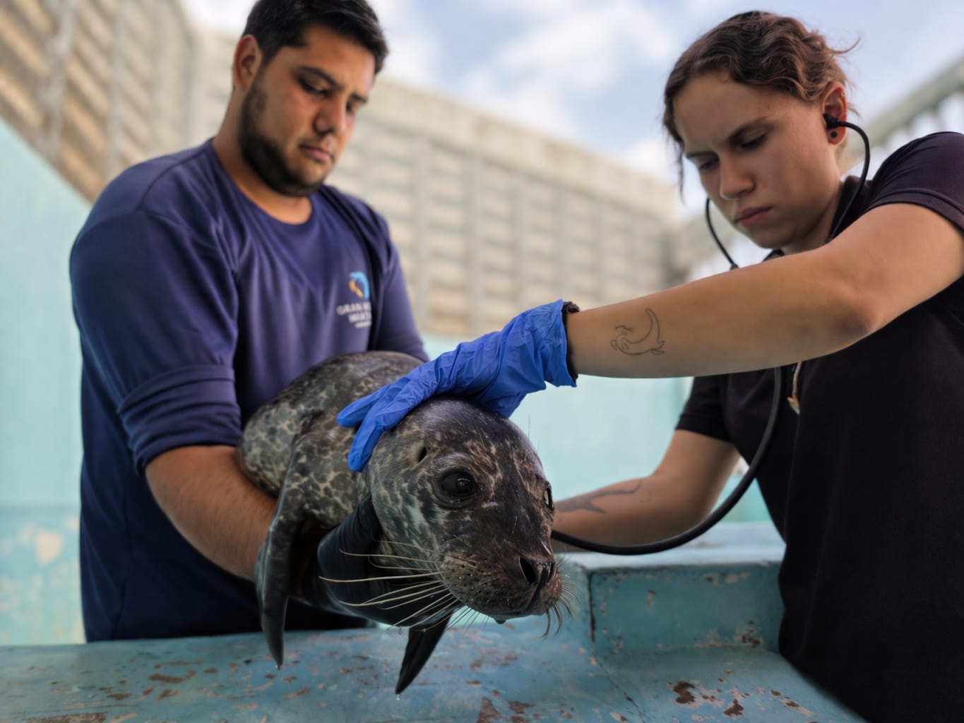 Foca rescatada en Mazatlán, Sinaloa