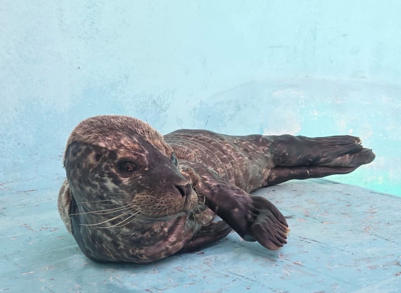 Foca rescatada en Mazatlán, Sinaloa