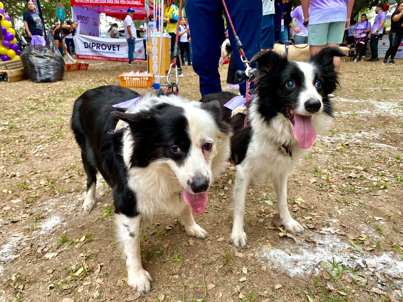 perritos Canrrera