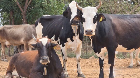 Ganaderos de Sinaloa fortalecen estrategia zoosanitaria con Sonora; UGRS busca recuperar su estatus sanitario