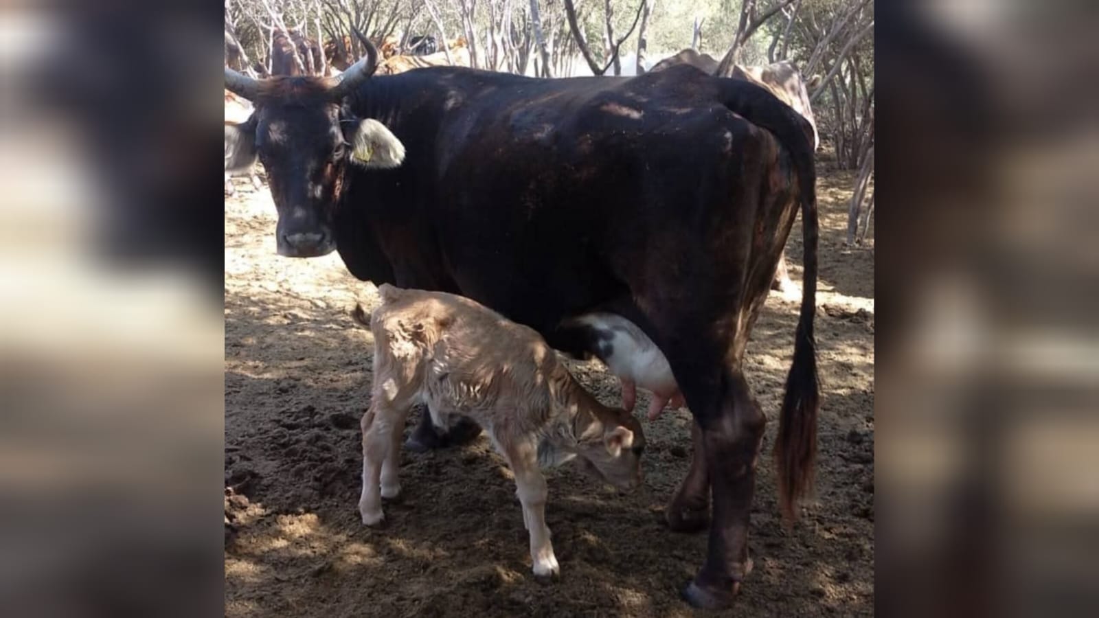 Ganado vaca con su becerro