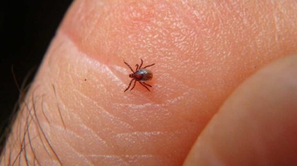 Si no se trata a tiempo, puede causar la muerte ¿Qué es la rickettsiosis y cómo se puede prevenir?
