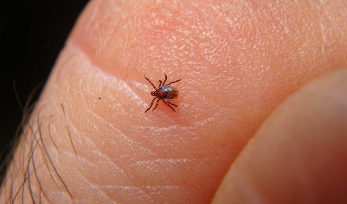 Garrapata que transmite la rickettsiosis