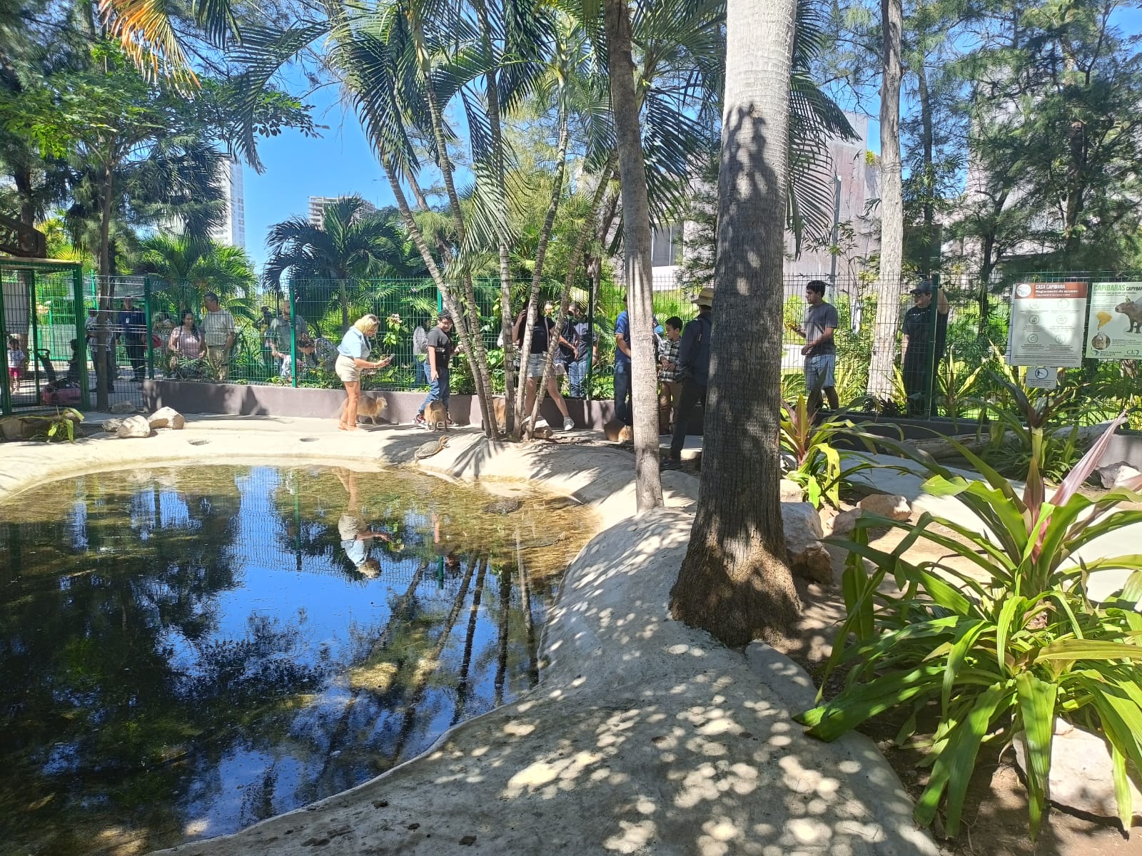 Capibaras en el Gran Acuario Mazatlán