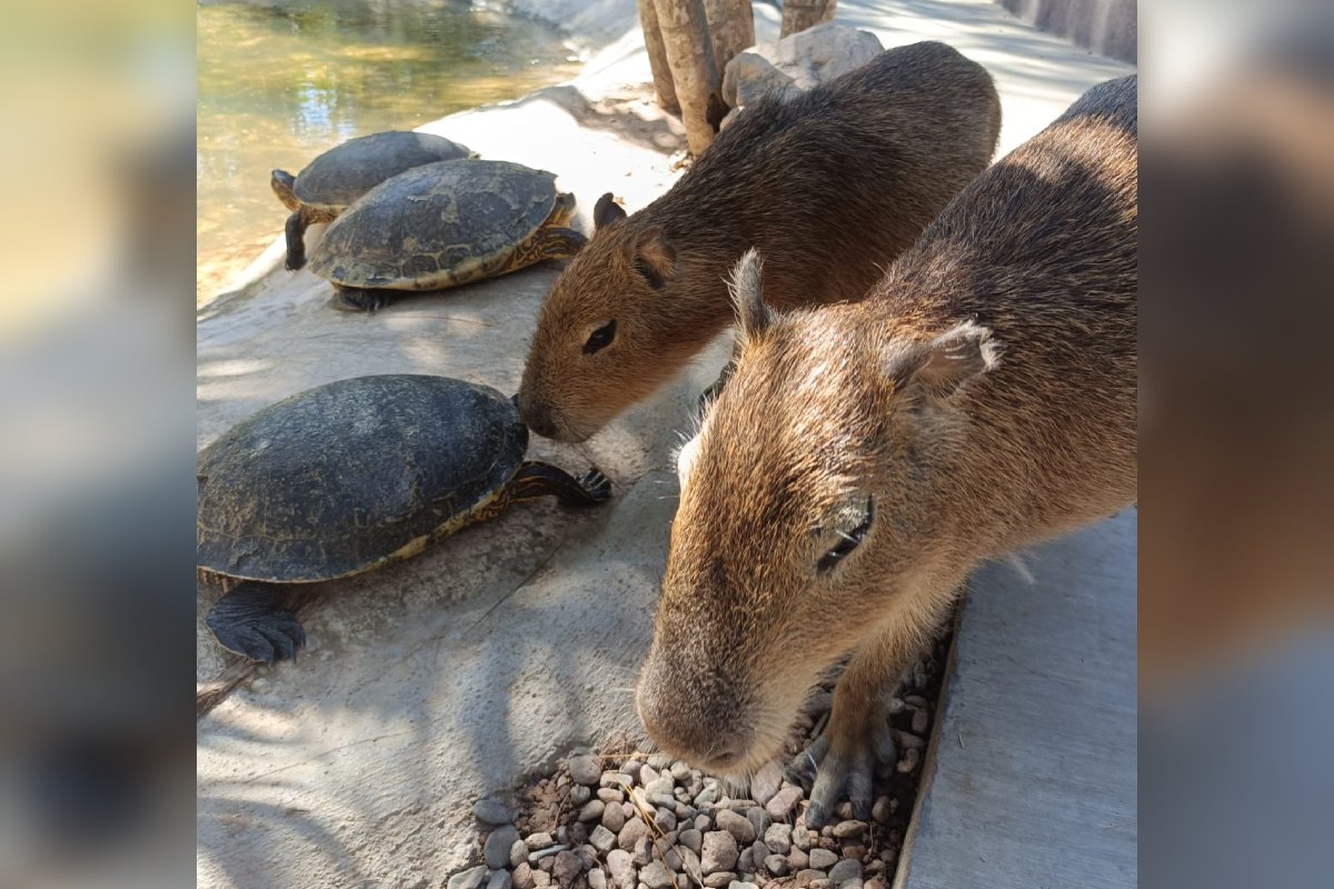 Capibaras en el Gran Acuario Mazatlán