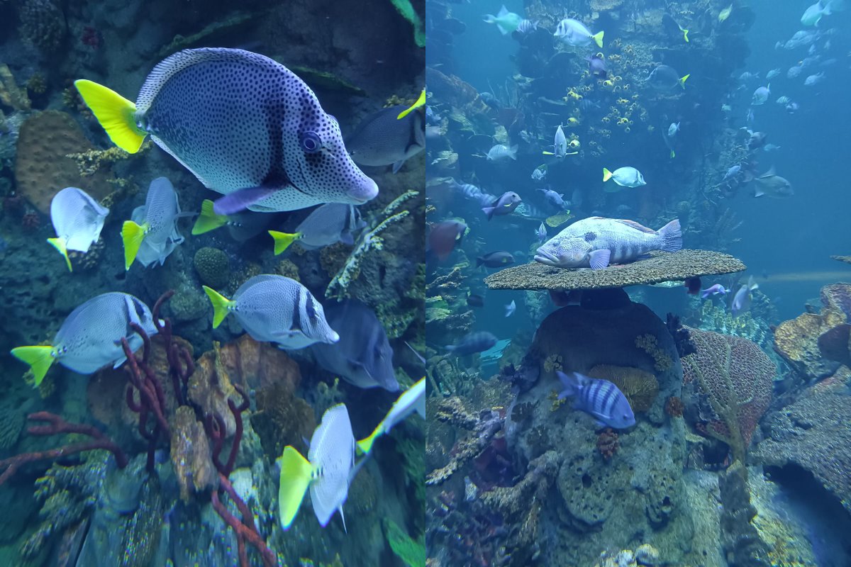Gran Acuario Mazatlán