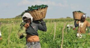 Jornalero agrícola con cosecha de chile