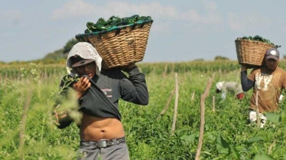 Instruí a la Segob, implementar un plan de justicia para jornaleros agrícolas en Navolato, Sinaloa: Sheinbaum