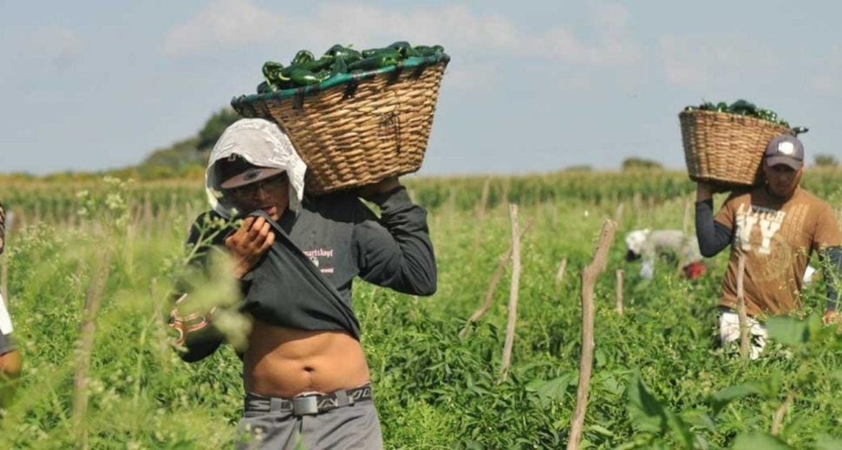 Jornalero agrícola con cosecha de chile
