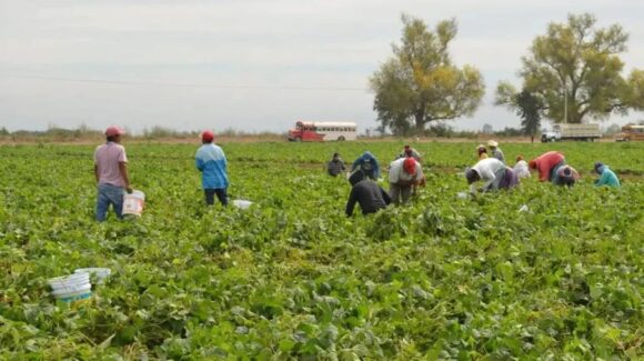 Campos agrícolas en Villa Unión, Sinaloa, deberían pensar en espacios dignos para jornaleros para focalizar y vacunar: Jurisdicción Sanitaria 5