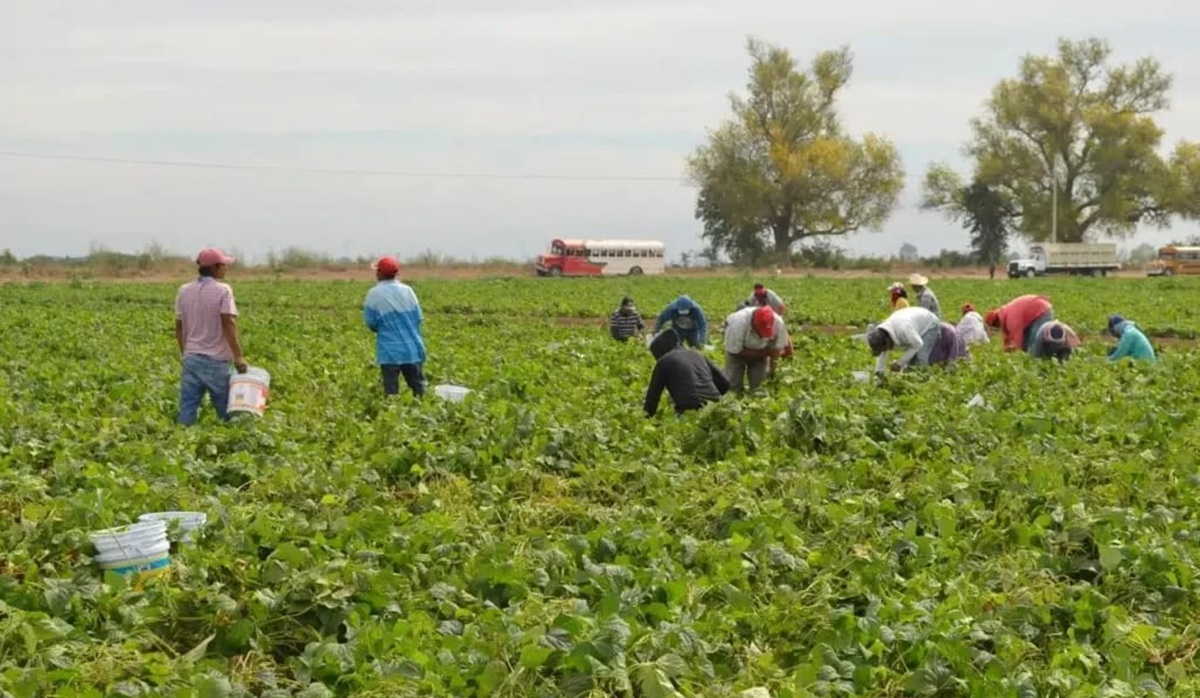 Jornaleros agrícolas
