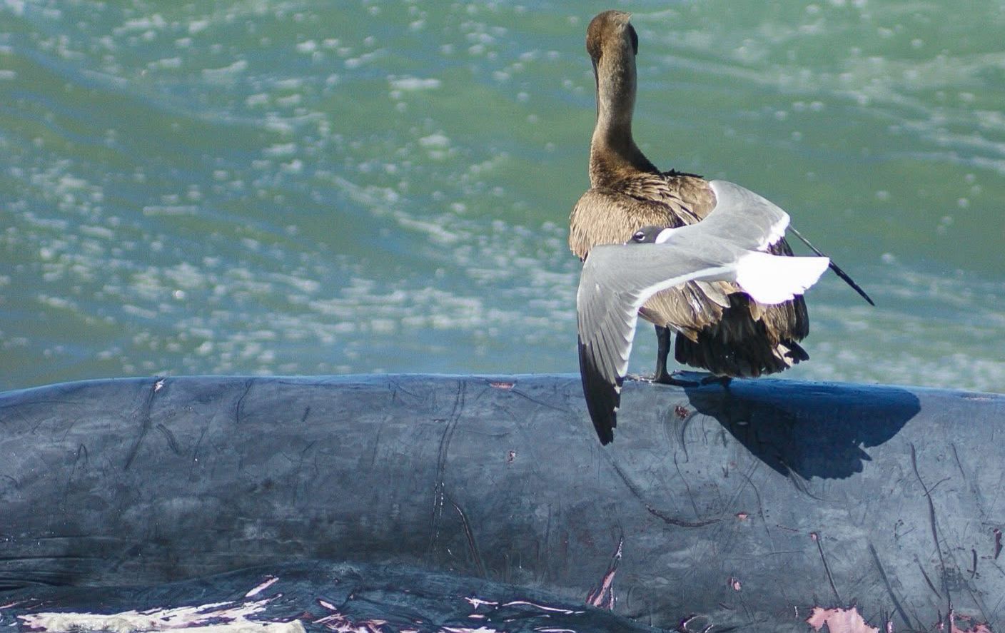 ballena varada en playas de mazatlan sigue siendo investigada